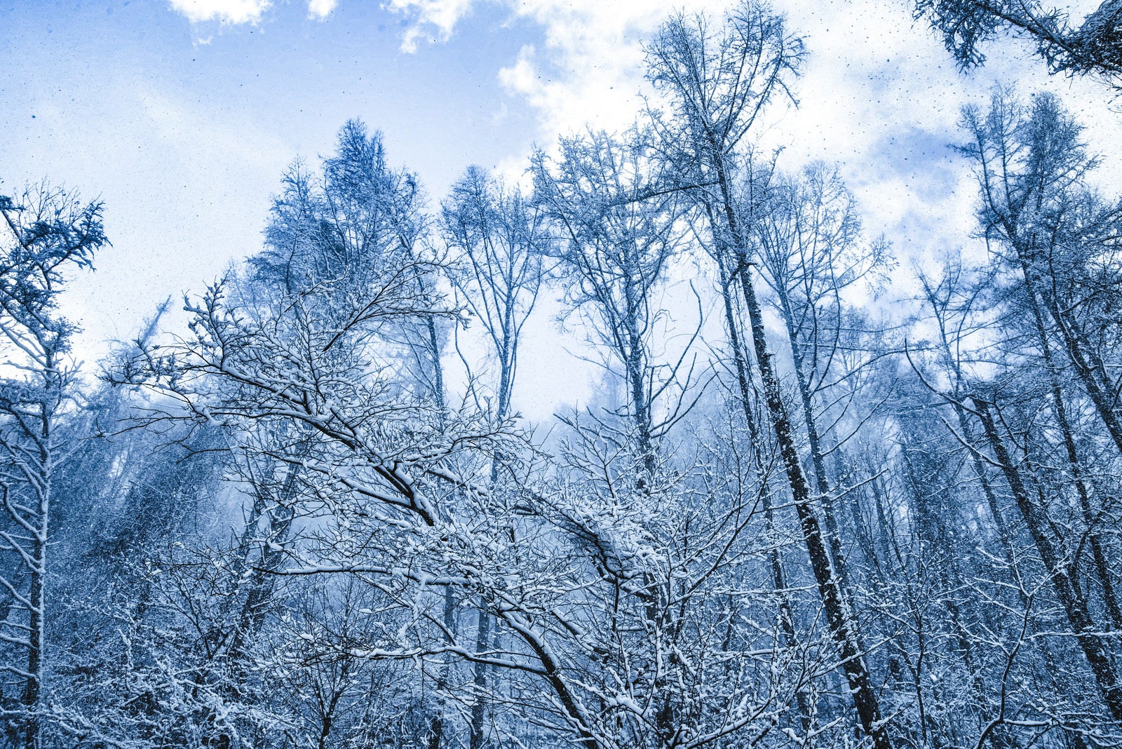 「雪化粧した森と垂れ雪」の写真