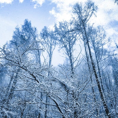 雪化粧した森と垂れ雪の写真