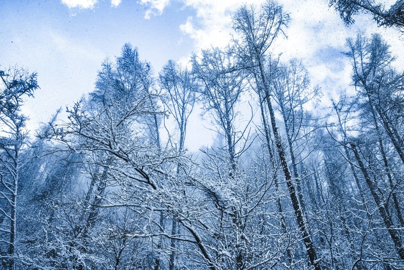 雪化粧した森と垂れ雪の写真