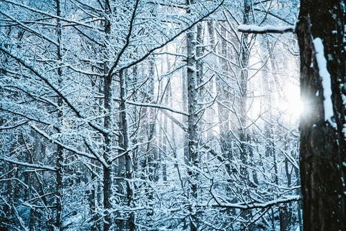 雪降る森に差し込む光の写真