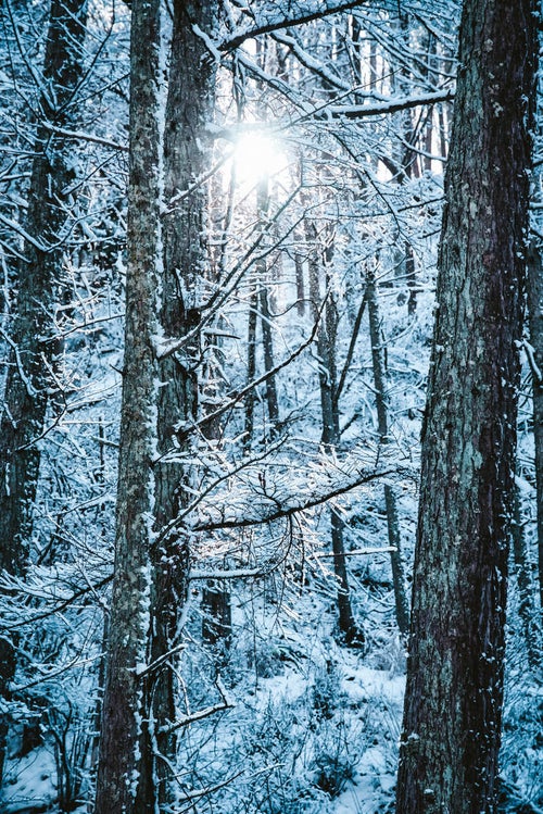 雪化粧した木々の間から差し込む光の写真