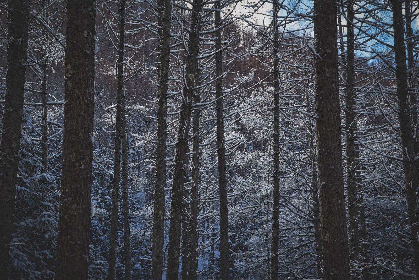 「雪化粧した森の中」の写真