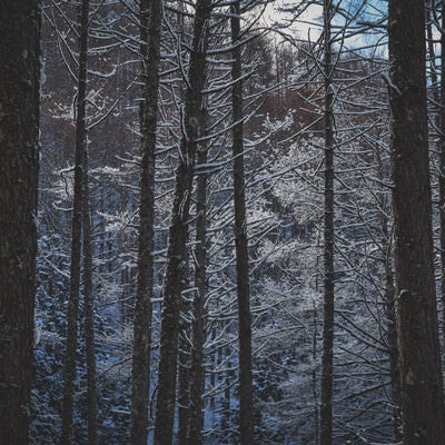 雪化粧した森の中の写真