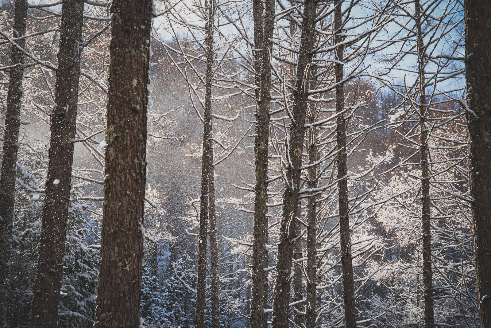 「垂れ雪がきらめく森」の写真