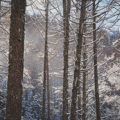 垂れ雪がきらめく森の写真
