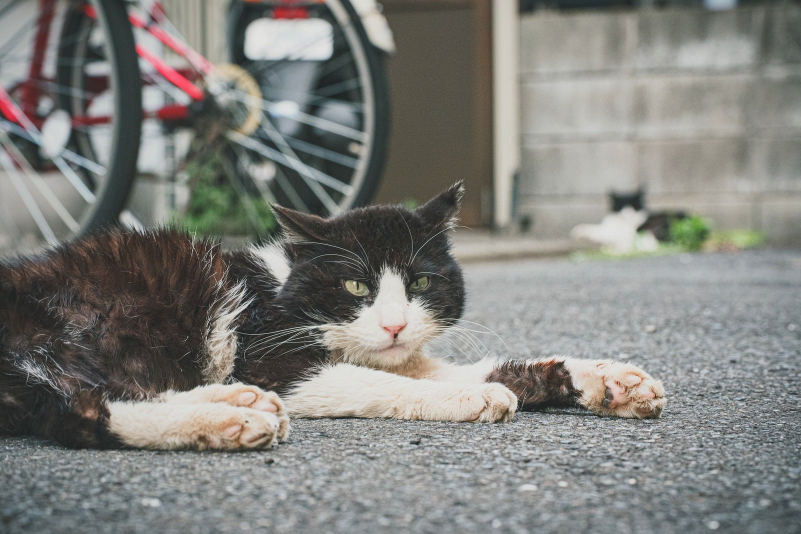 「路地裏に伏せる野良猫」の写真