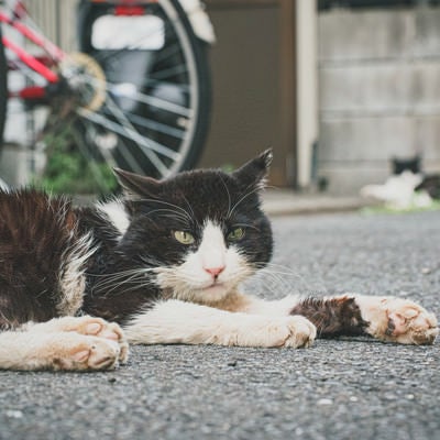路地裏に伏せる野良猫の写真