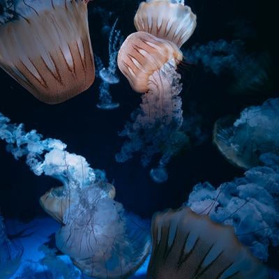 クラゲ（クリサオラプロカミア）の写真