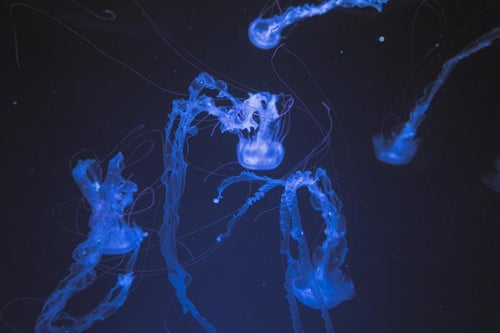 浮遊するクラゲ（パープルストライプドジェリー）の写真