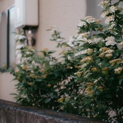 住宅地の塀と花の写真