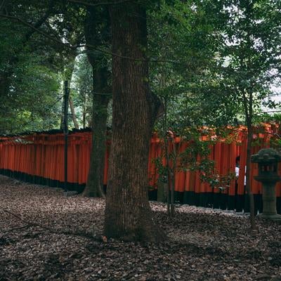 森の中の千本鳥居―伏見稲荷の写真