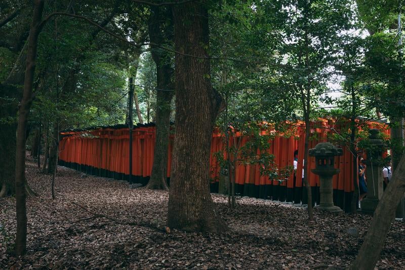 森の中の千本鳥居―伏見稲荷の写真