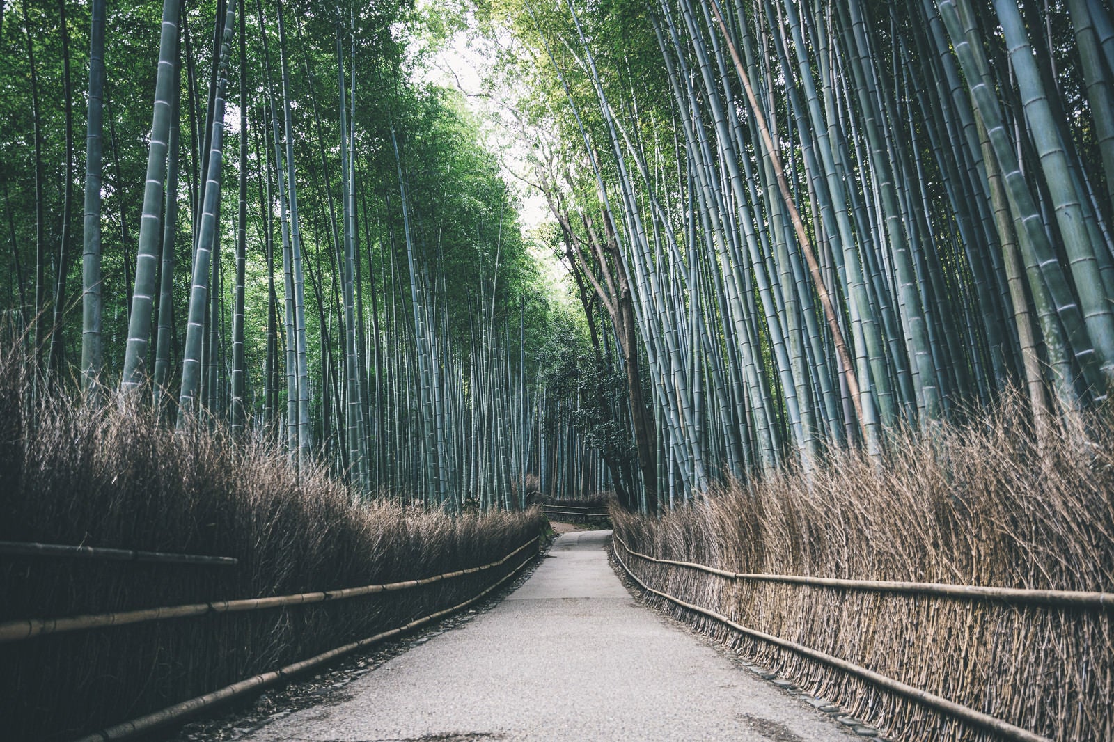 「竹林の小径（京都嵐山）」の写真