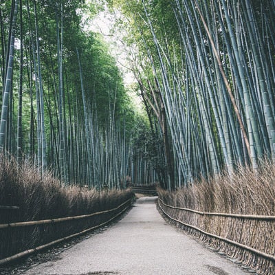 竹林の小径（京都嵐山）の写真