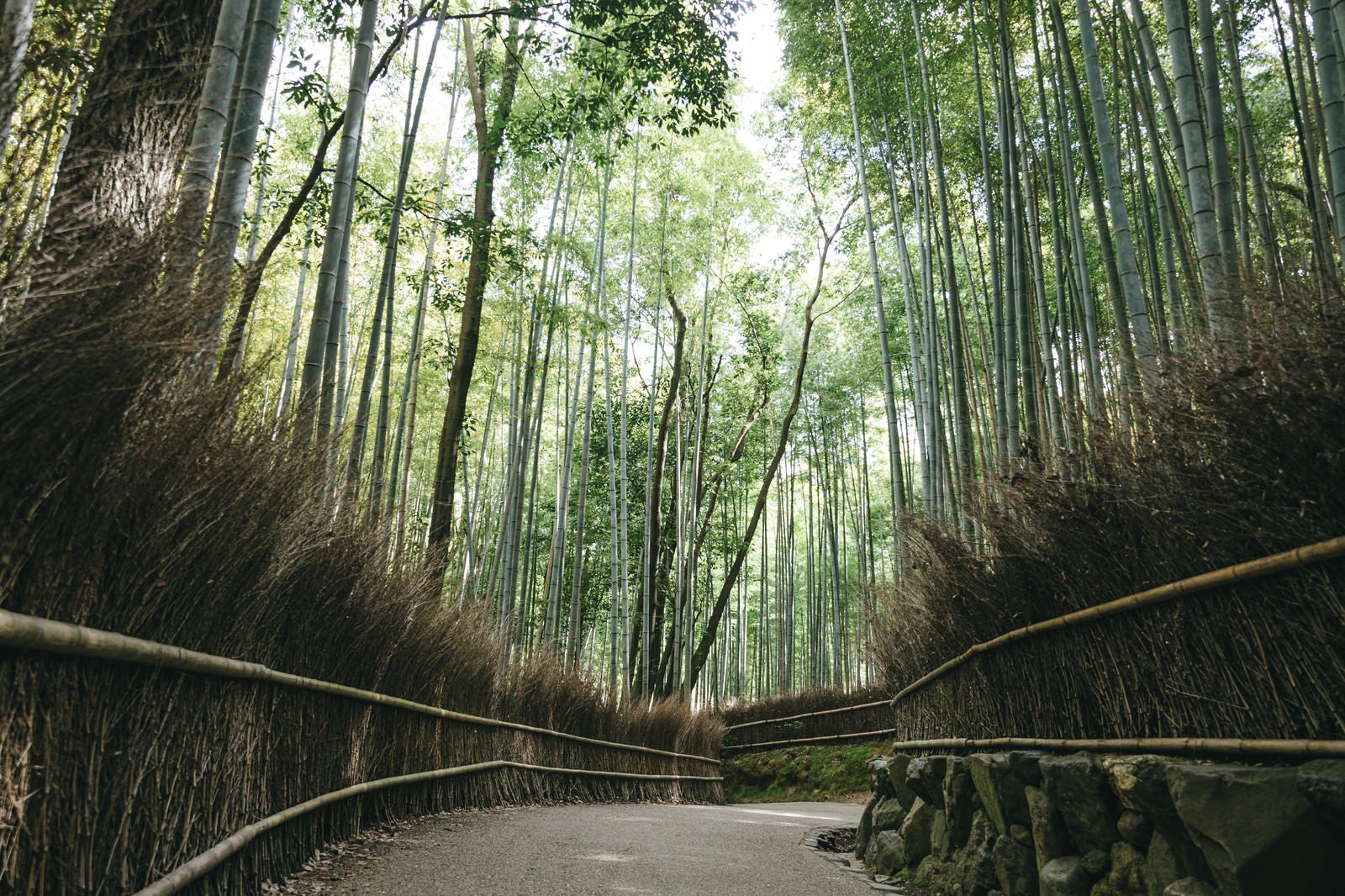 「京都嵐山にある竹林の小径」の写真