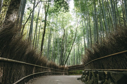 京都嵐山にある竹林の小径の写真