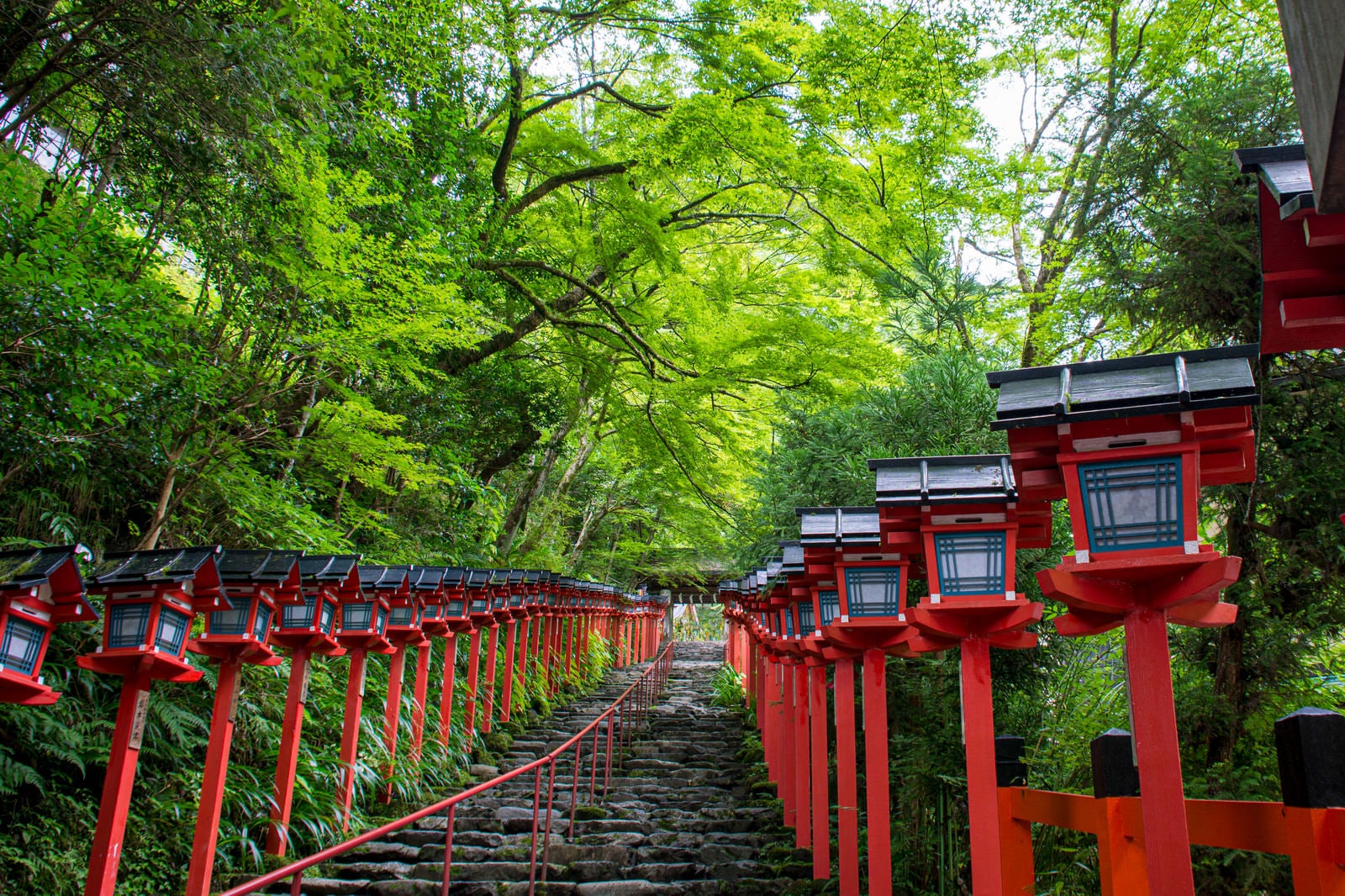 「青紅葉に赤い灯篭が映える京都貴船神社入り口の石段」の写真