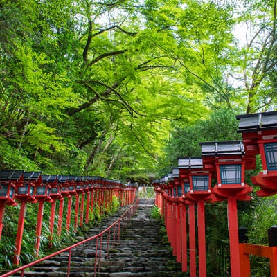 青紅葉に赤い灯篭が映える京都貴船神社入り口の石段の写真