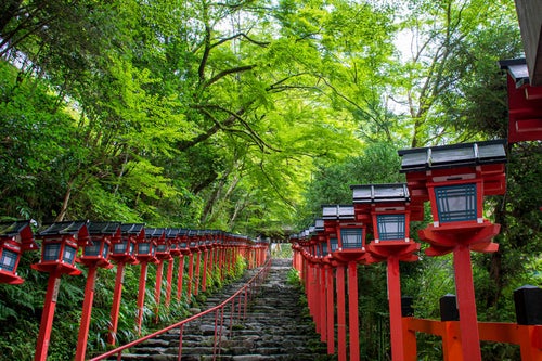 青紅葉に赤い灯篭が映える京都貴船神社入り口の石段の写真