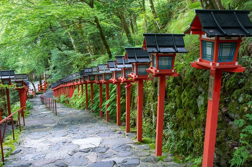 貴船神社の綺麗に並んだ美しい赤い灯篭（京都）の写真