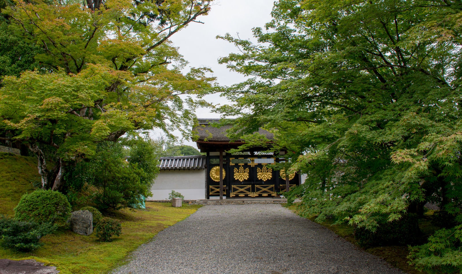 「青紅葉の中に見えるどっしりとした雰囲気の醍醐寺の唐門」の写真