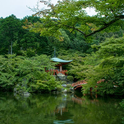 醍醐寺の青紅葉と池（京都）の写真