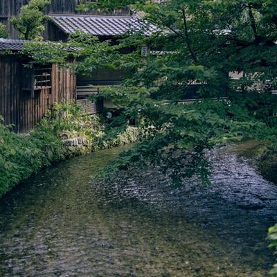 京都の春、青もみじと祇園白川の写真