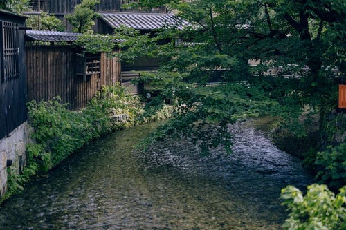京都の春、青もみじと祇園白川の写真