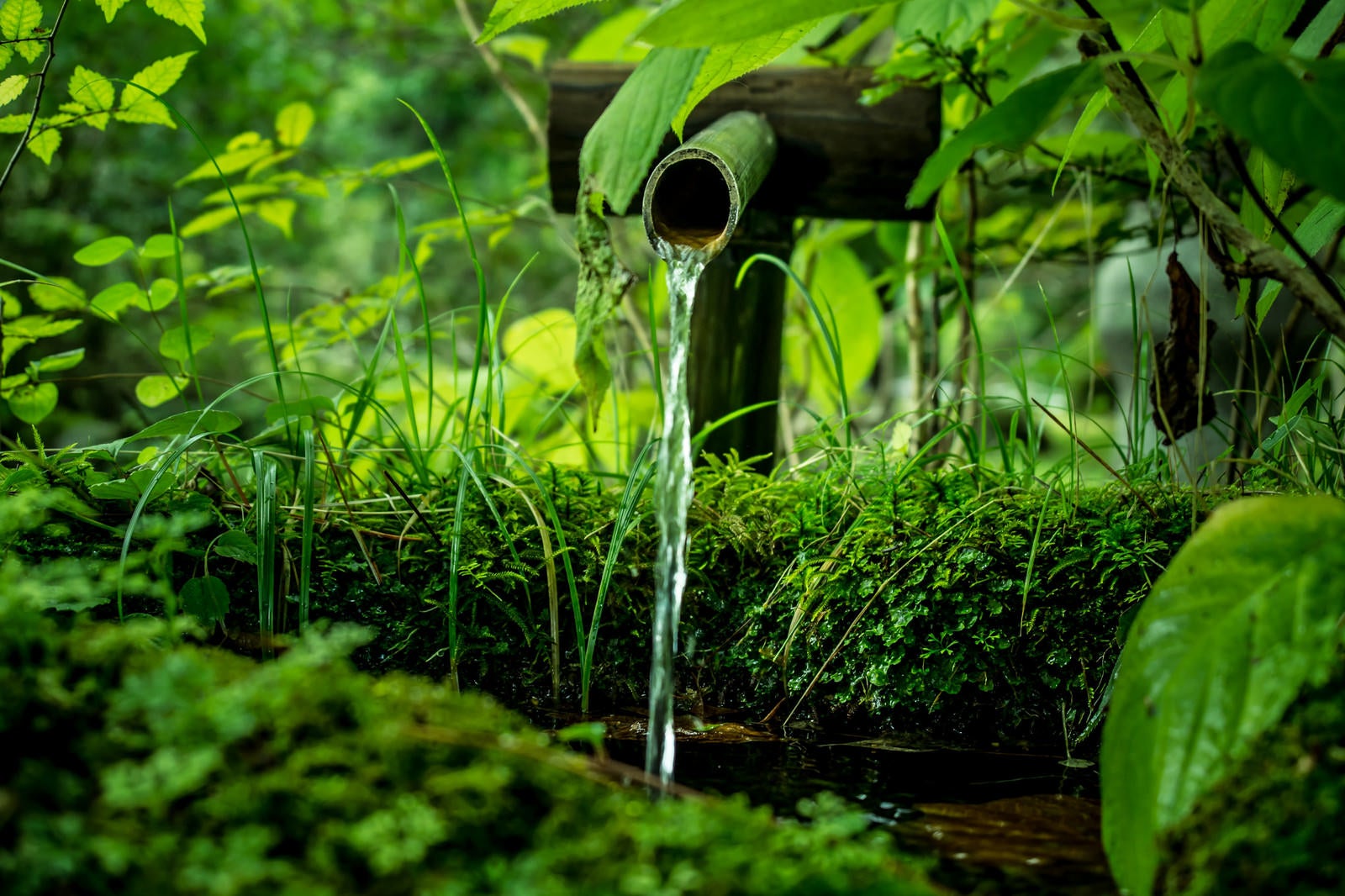 「竹筒から流れる水」の写真