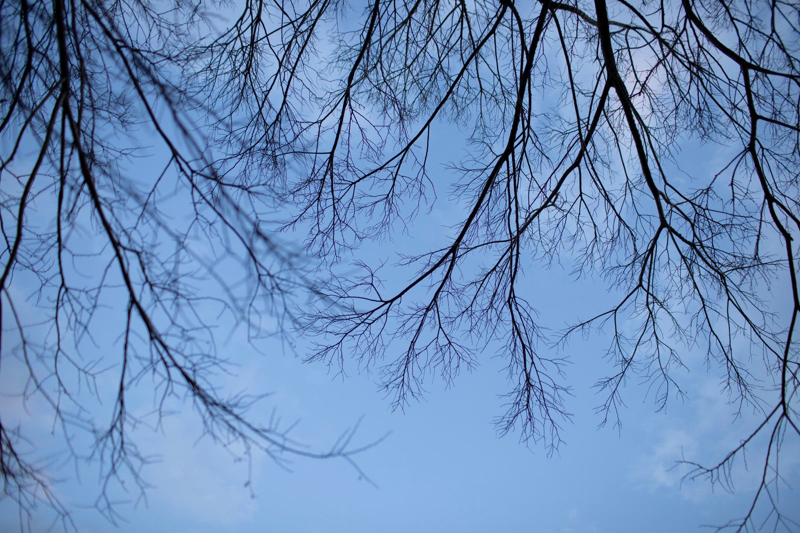 「空に這う木の枝」の写真