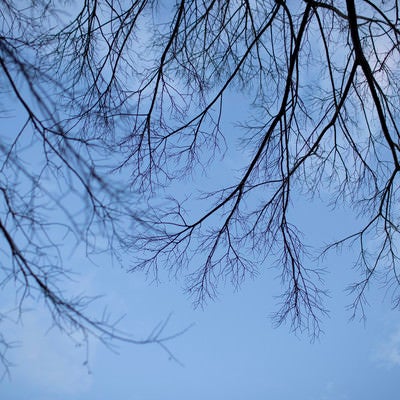 空に這う木の枝の写真