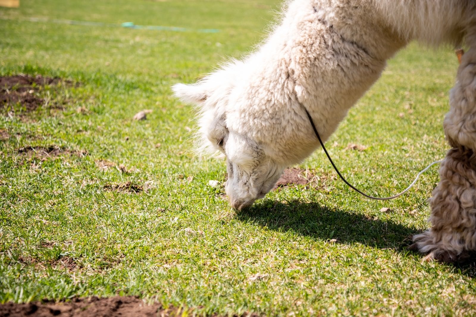 「草を食すアルパカ（ラクダ科）」の写真