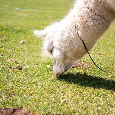 草を食すアルパカ（ラクダ科）の写真