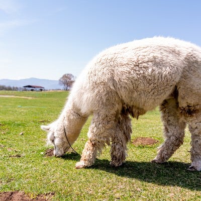 草原の草を物色するアルパカ（ラクダ科）の写真