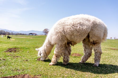 草原の草を物色するアルパカ（ラクダ科）の写真