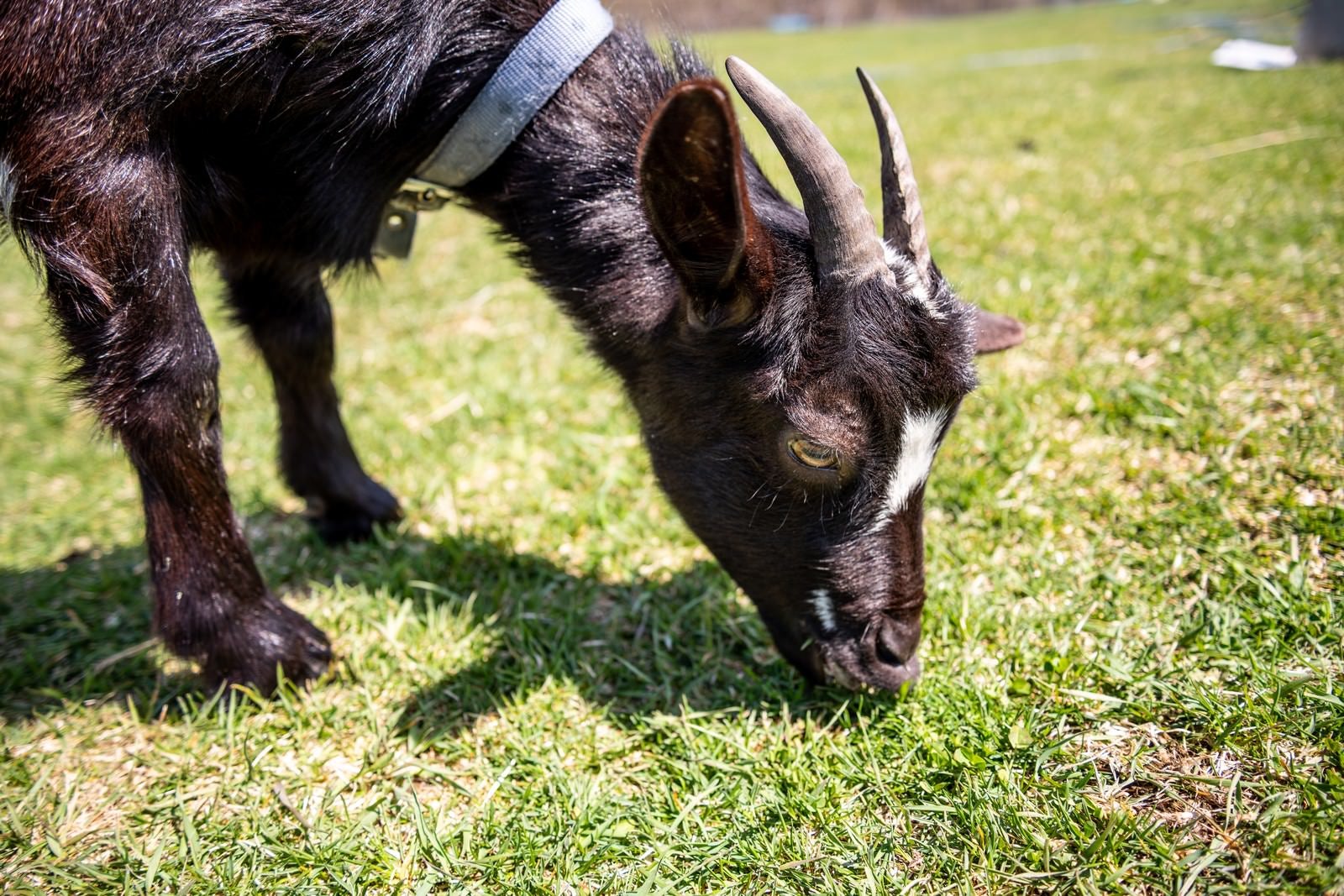 「牧場で草を食べる子ヤギ」の写真