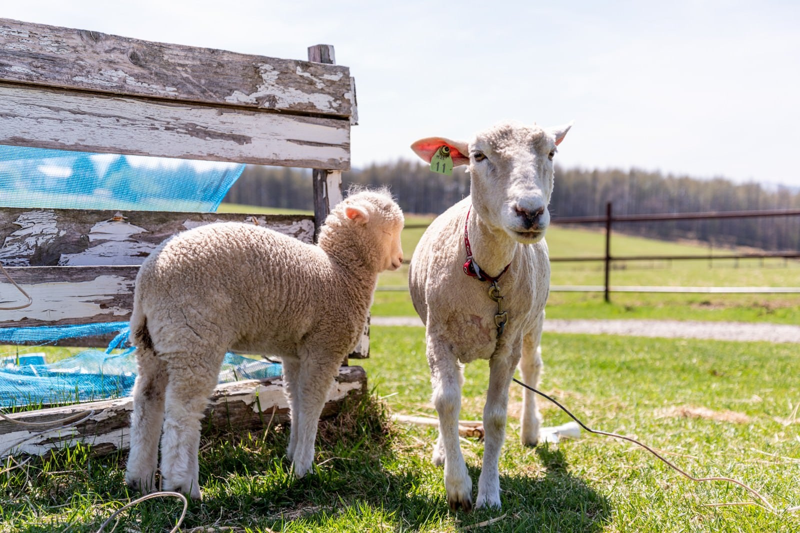 「牧場でのんびりする羊」の写真