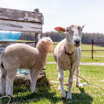 牧場でのんびりする羊の写真
