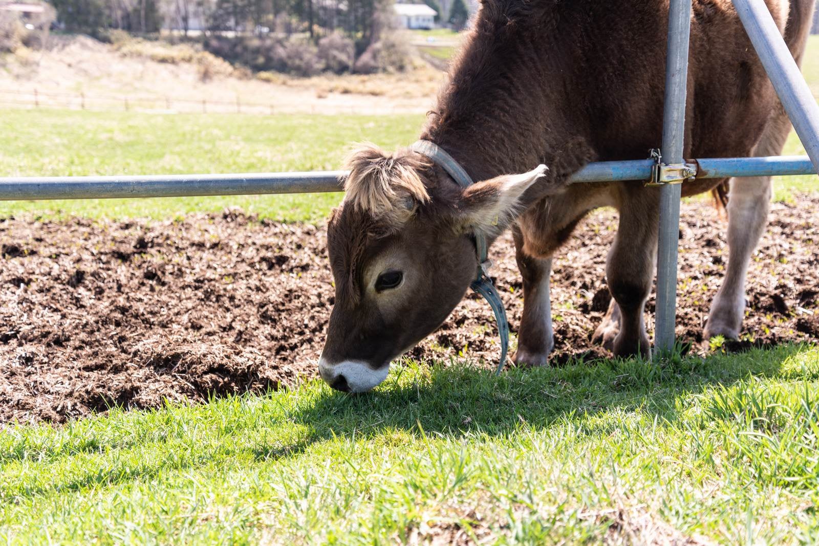 「牧草を食す子牛」の写真