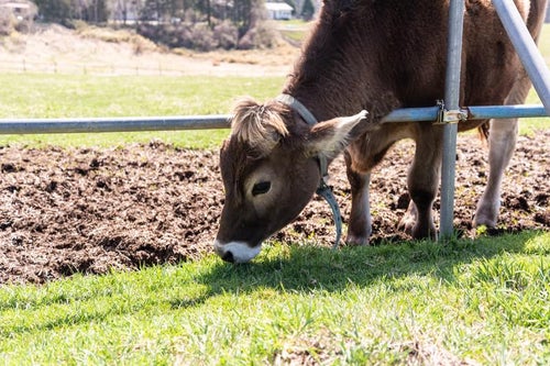 牧草を食す子牛の写真