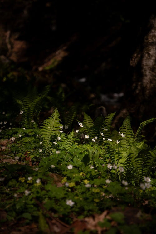 木陰で共存する白くて小さな花とシダ植物の写真