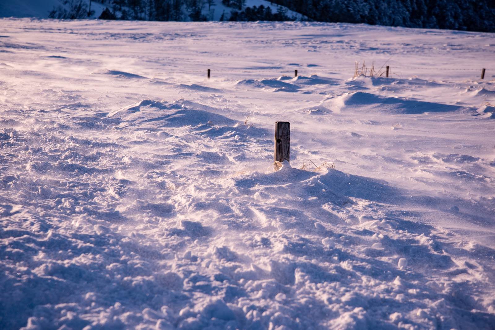 「雪原から出る杭」の写真