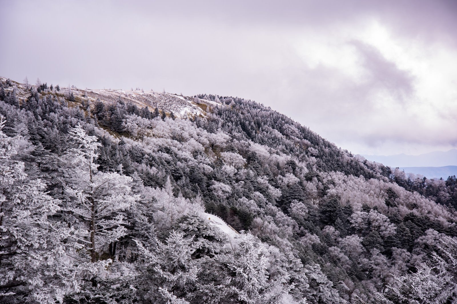 「冬の樹氷の森（美ヶ原）」の写真