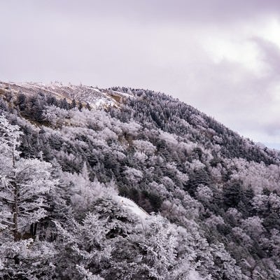 冬の樹氷の森（美ヶ原）の写真