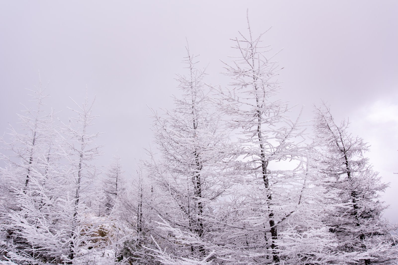 「美ヶ原高原の樹氷」の写真