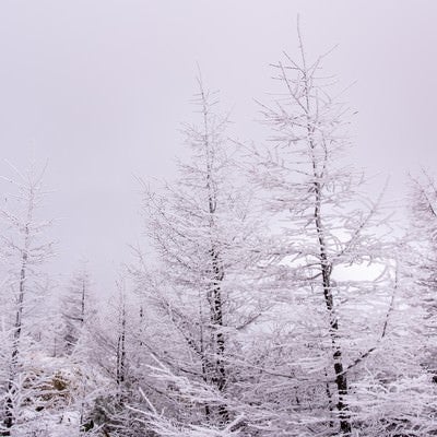 美ヶ原高原の樹氷の写真
