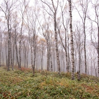 霧に包まれた白樺の林（白樺平）の写真