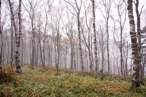 霧に包まれた白樺の林（白樺平）の写真