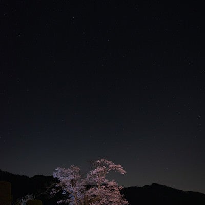 夜空に浮かぶ武石大布施の彼岸桜の写真