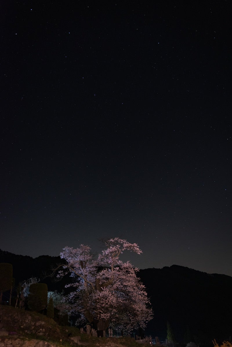 「夜空に浮かぶ武石大布施の彼岸桜」の写真